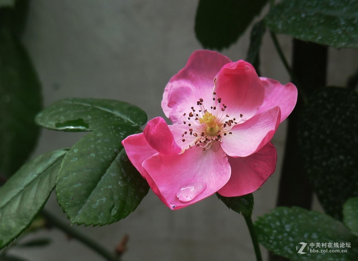 #五一随手拍活动# 蔷薇花开迎五一