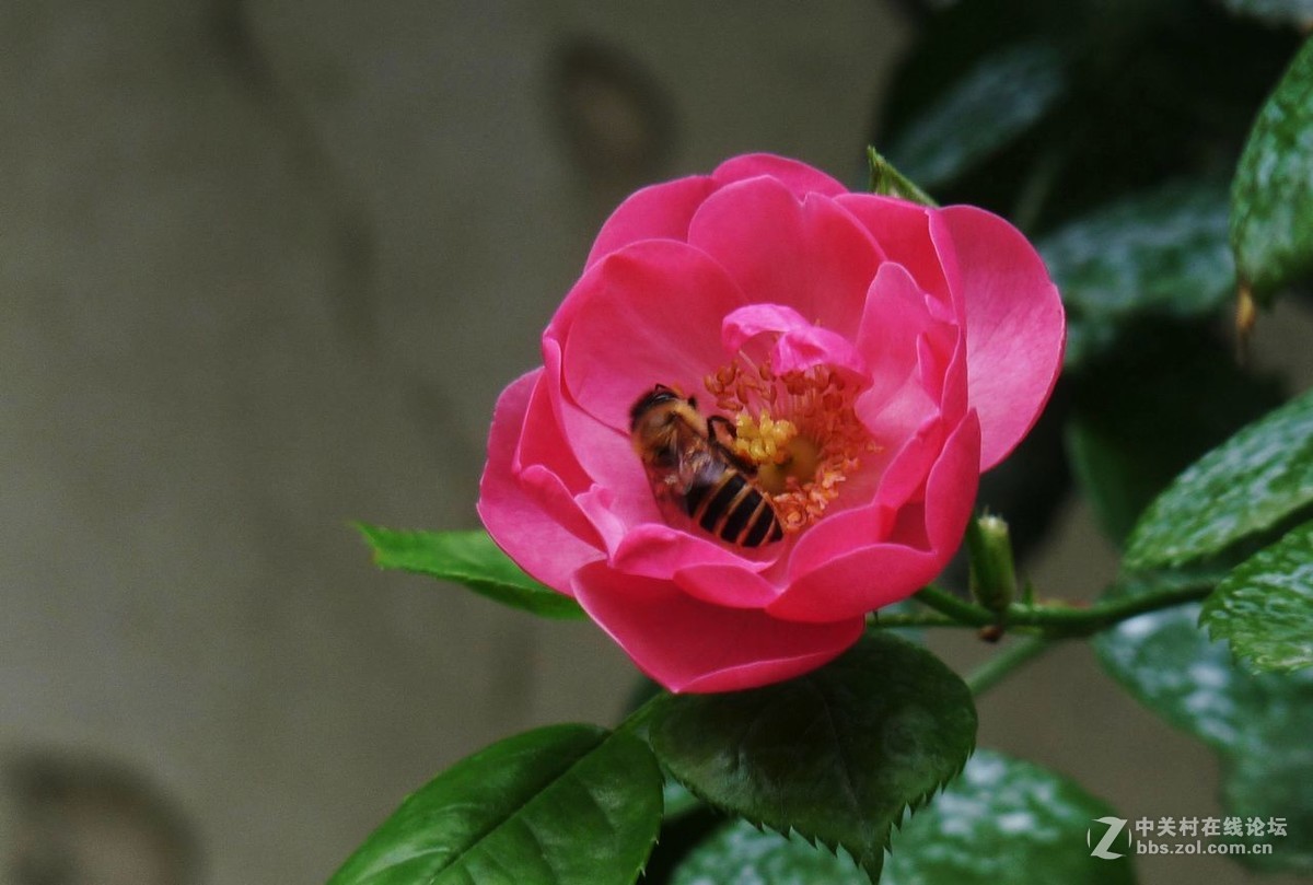 #五一随手拍活动# 蔷薇花开迎五一