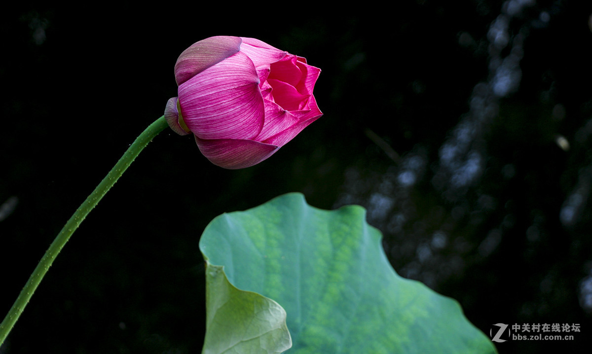 #佳能月赛-人与自然# 含苞待放的荷花