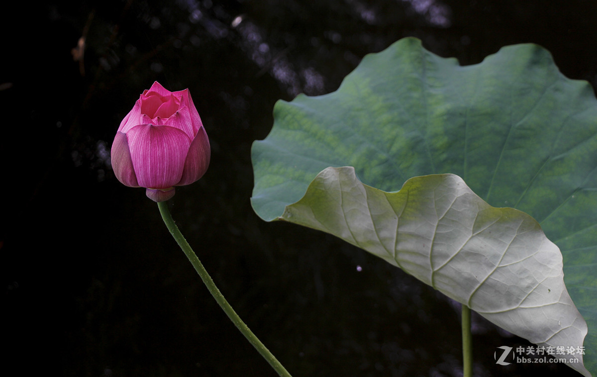 #佳能月赛-人与自然# 含苞待放的荷花