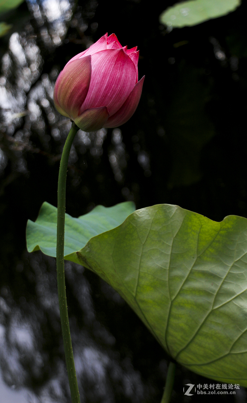 #佳能月赛-人与自然# 含苞待放的荷花
