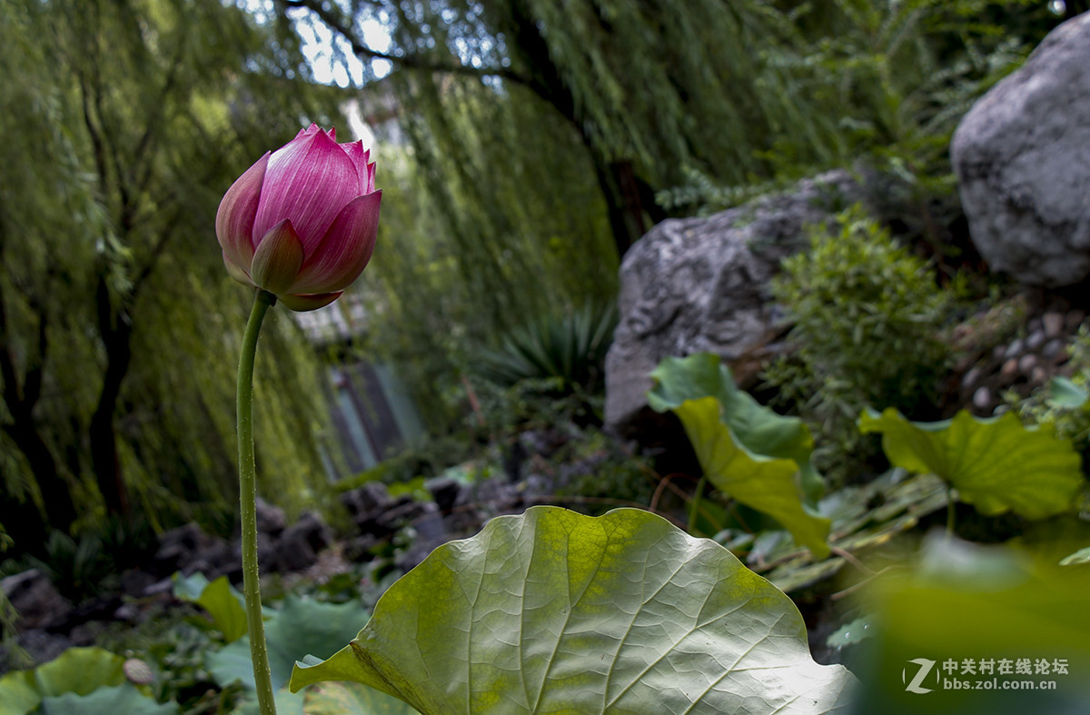 #佳能月赛-人与自然# 含苞待放的荷花