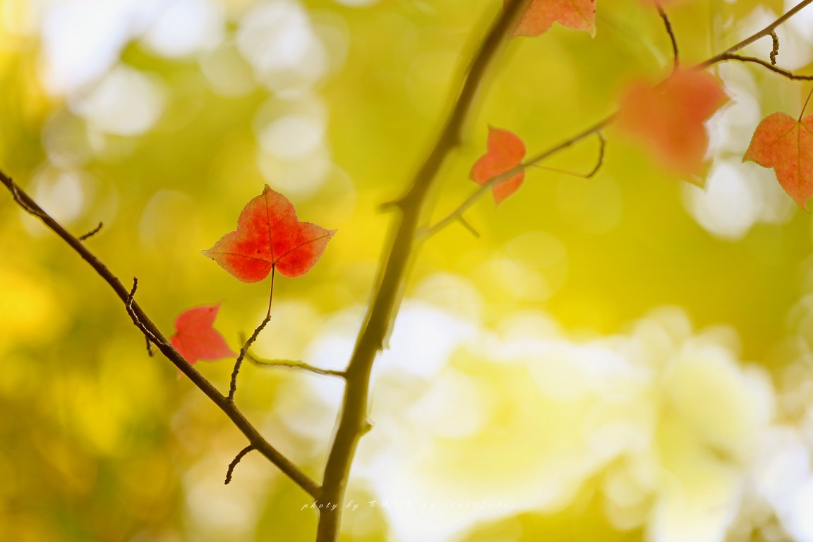 #佳能月赛-一叶知秋#+ 枫韵