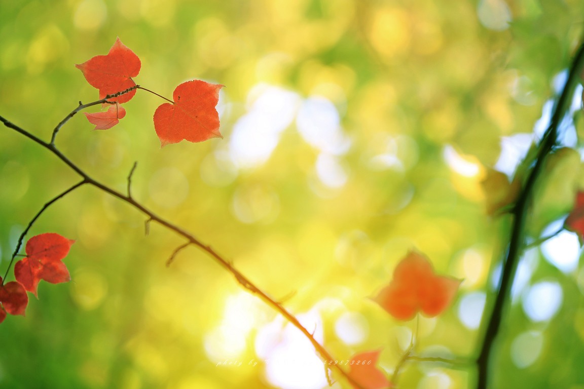 #佳能月赛-一叶知秋#+ 枫韵