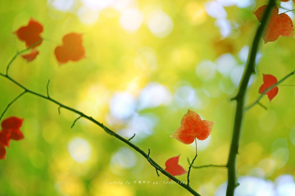 #佳能月赛-一叶知秋#+ 枫韵