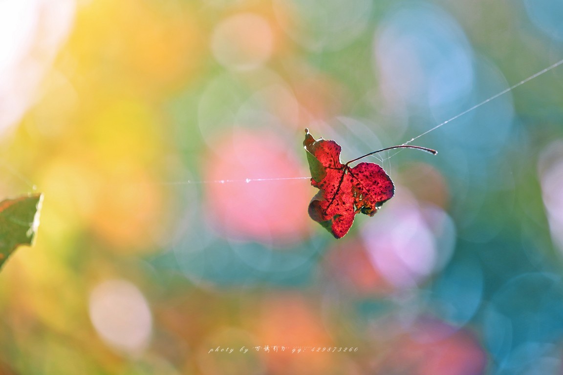 #佳能月赛-一叶知秋#+ 枫韵