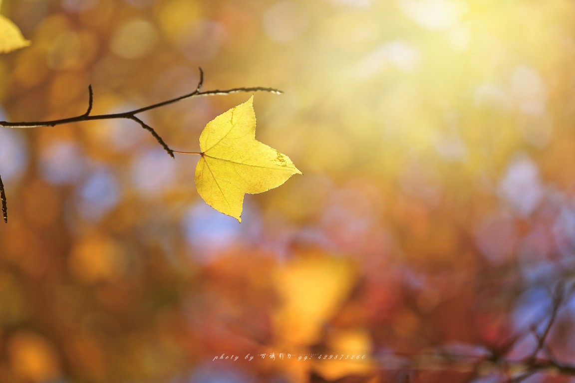 #佳能月赛-一叶知秋#+ 枫韵