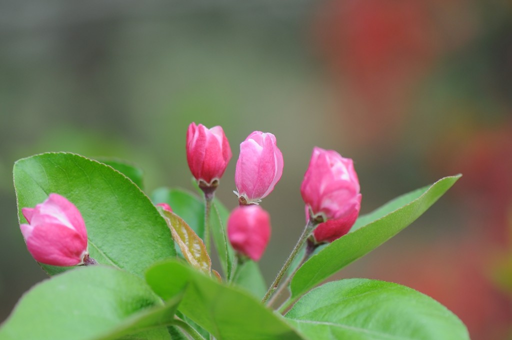 海棠花(2)