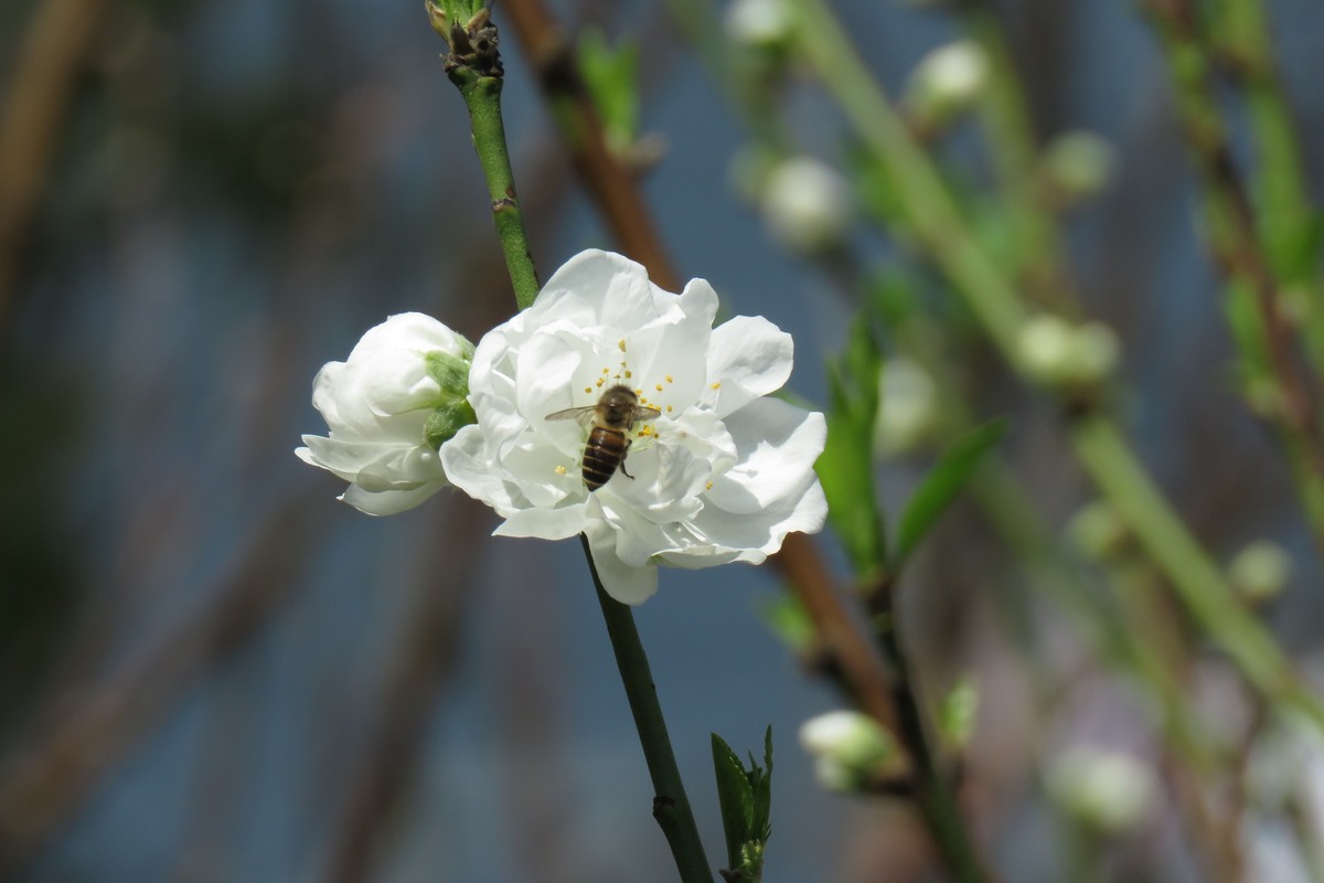 又是一年桃花开不好意思（图片重新上传）
