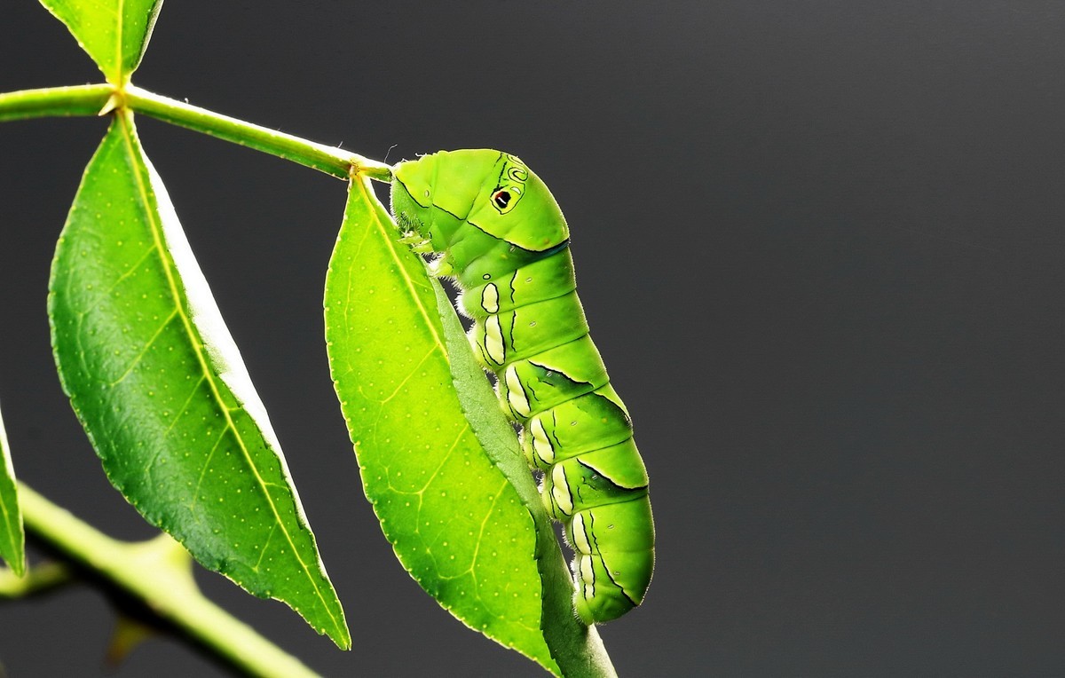 双尾褐凤蝶幼虫图片