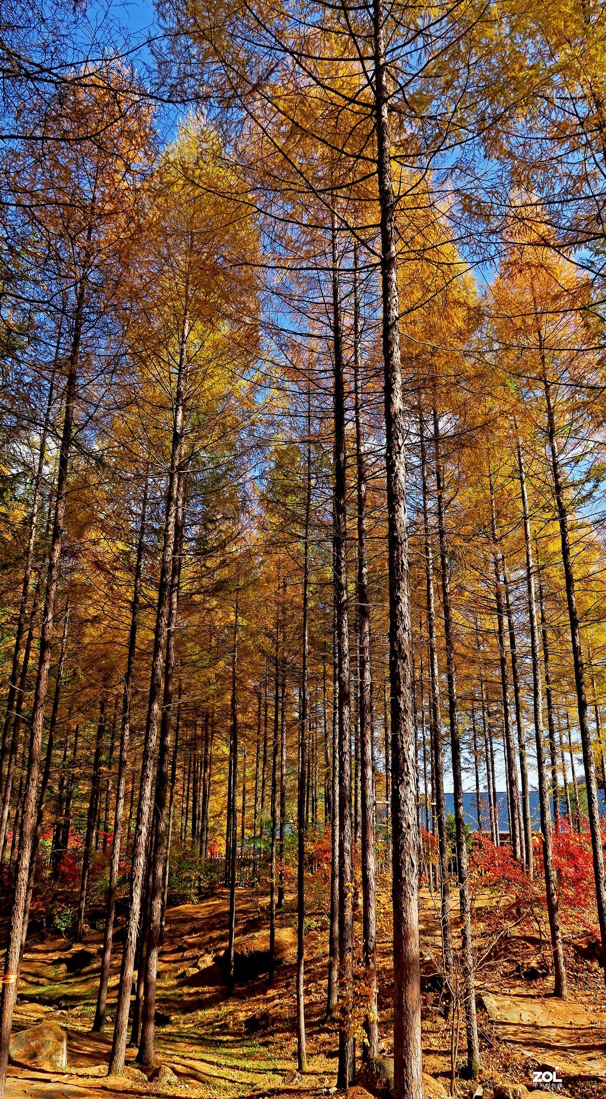 大美辽宁 ------ 本溪：枫林谷