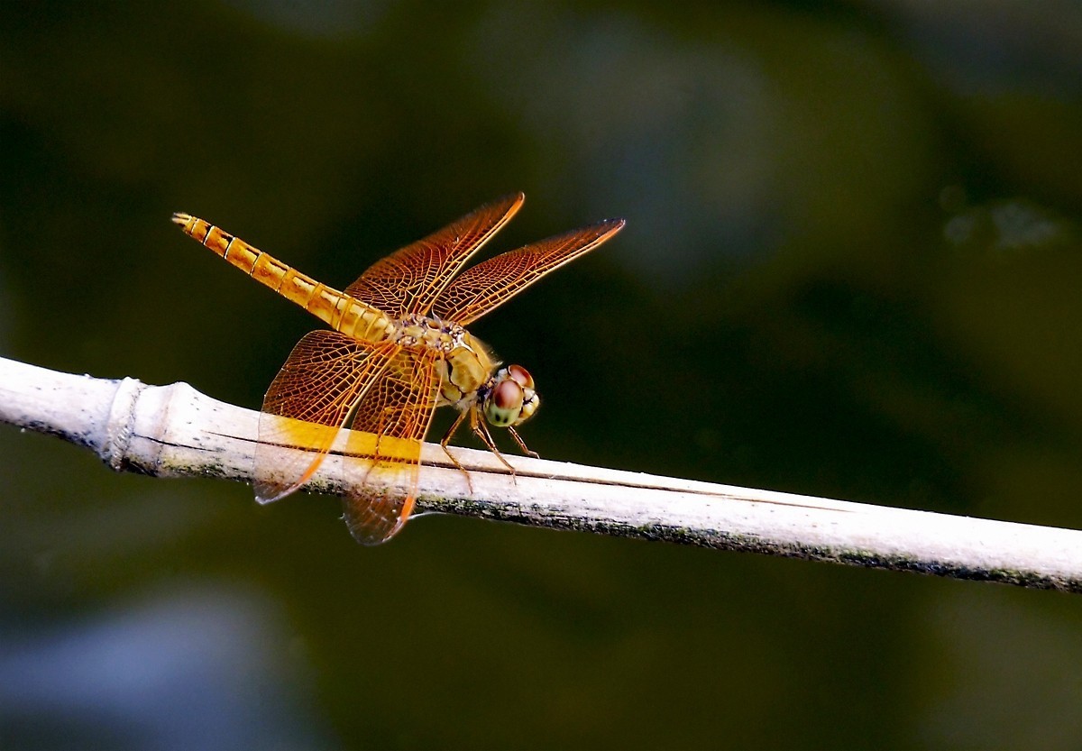 #版主坐堂#尼康D300S版块-----2015年8月精华作品汇总展示