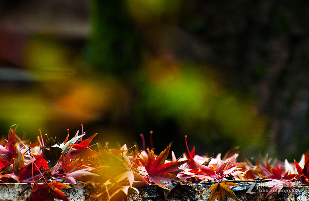 #ZOL月赛-记录最后的2015# 【枫叶，染红了思念...】