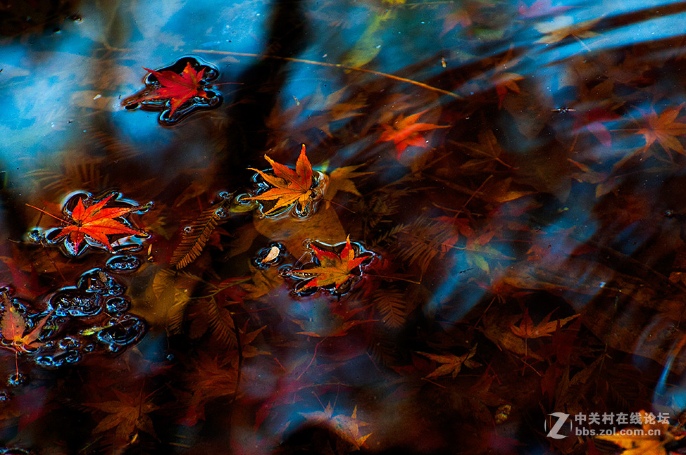 #ZOL月赛-记录最后的2015# 【枫叶，染红了思念...】