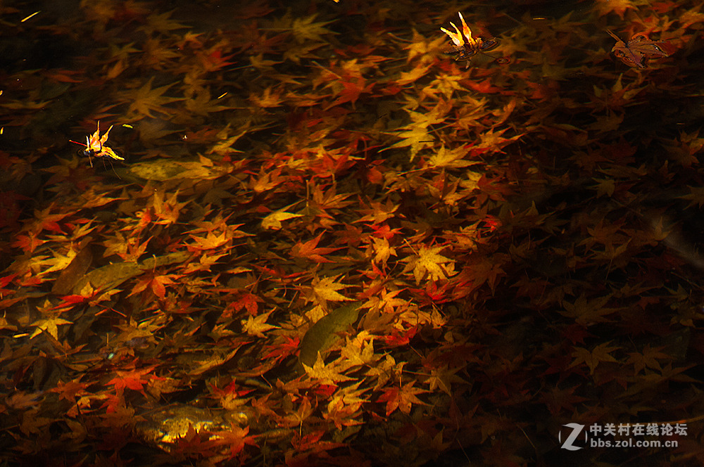 #ZOL月赛-记录最后的2015# 【枫叶，染红了思念...】