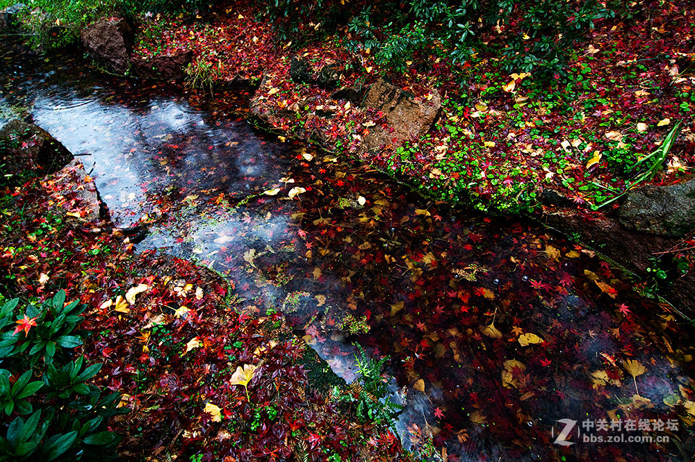 #ZOL月赛-记录最后的2015# 【枫叶，染红了思念...】