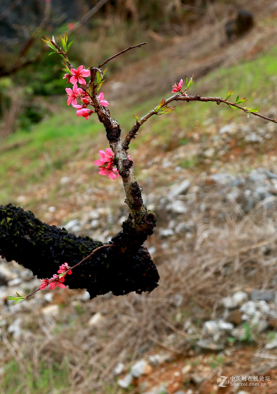 老枝干长新桃花