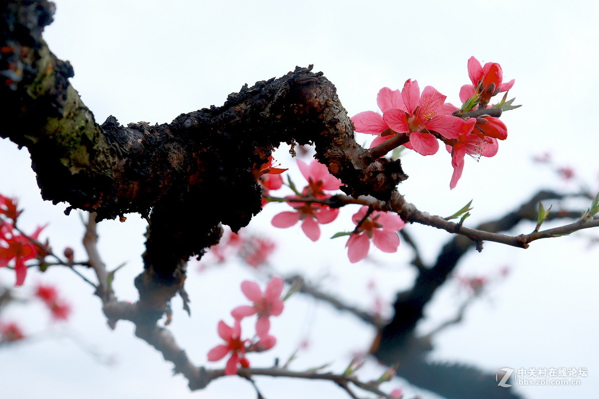 老枝干长新桃花