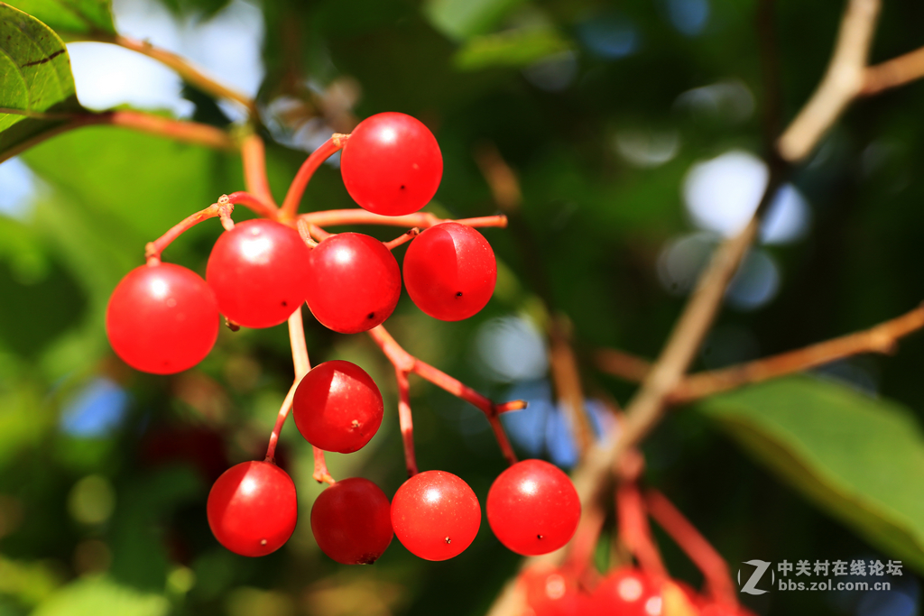 红色果昨发不成今补帖