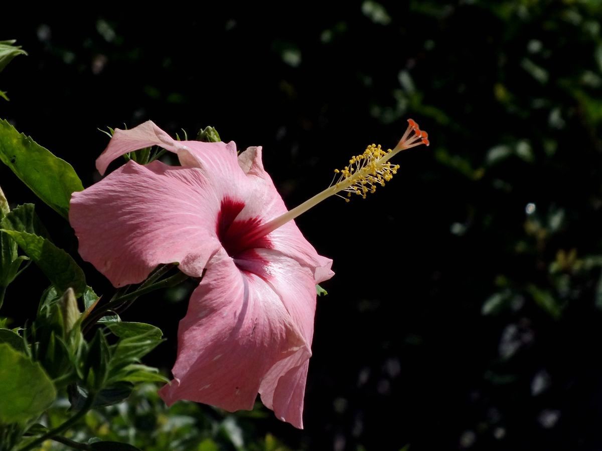学拍侧逆光 (1)-中关村在线摄影论坛