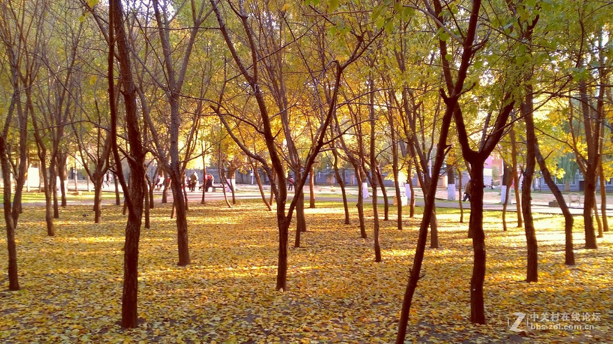 2016榆树钱杯手机摄影大赛落叶之美