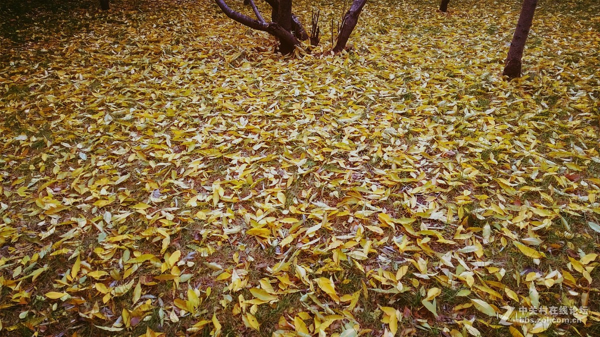 2016榆树钱杯手机摄影大赛落叶之美