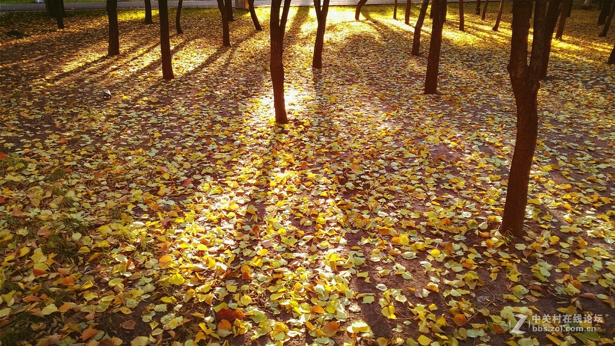 2016榆树钱杯手机摄影大赛落叶之美