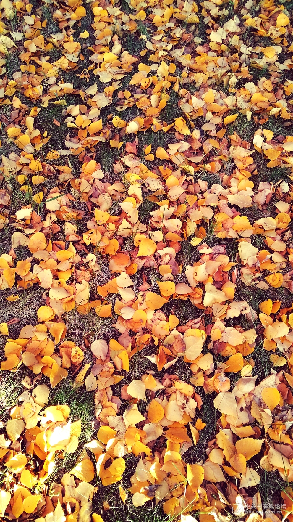 2016榆树钱杯手机摄影大赛落叶之美