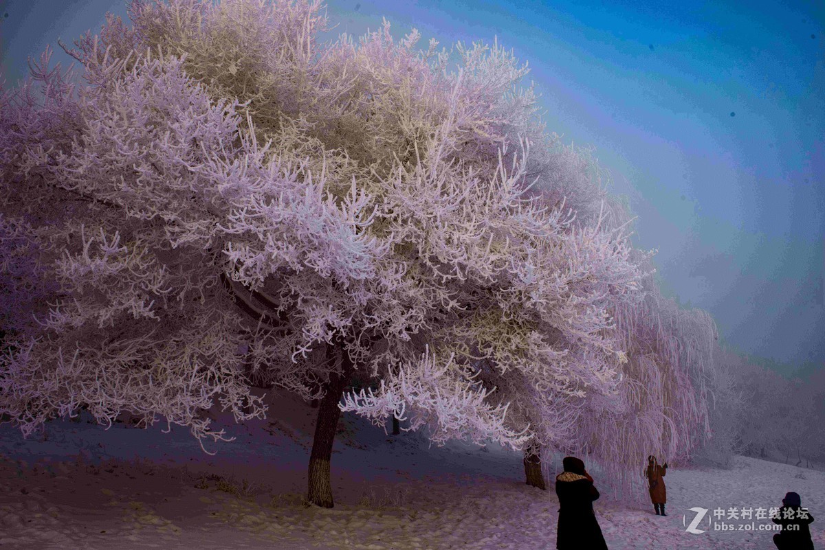 超凡脱俗的吉林雾凇