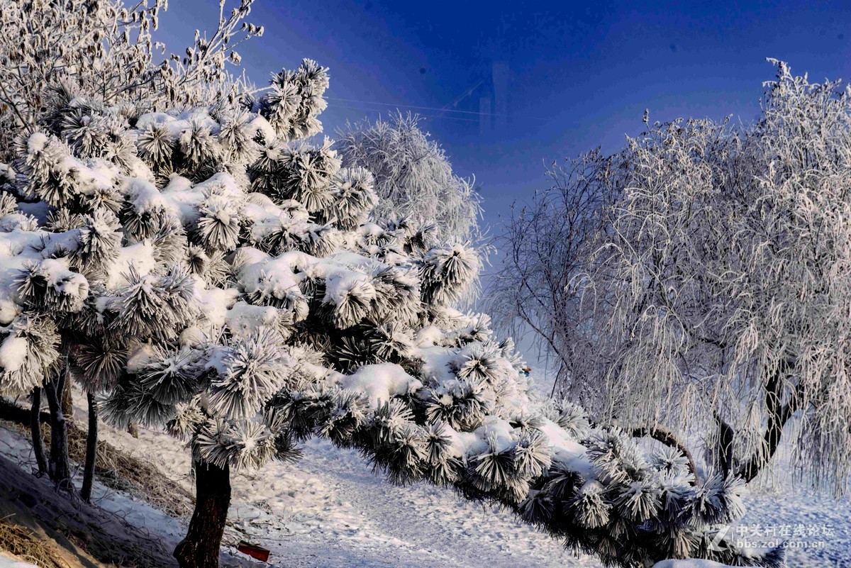 超凡脱俗的吉林雾凇