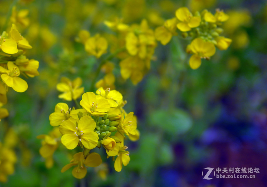 万朵菜花黄，满地吐芬芳......