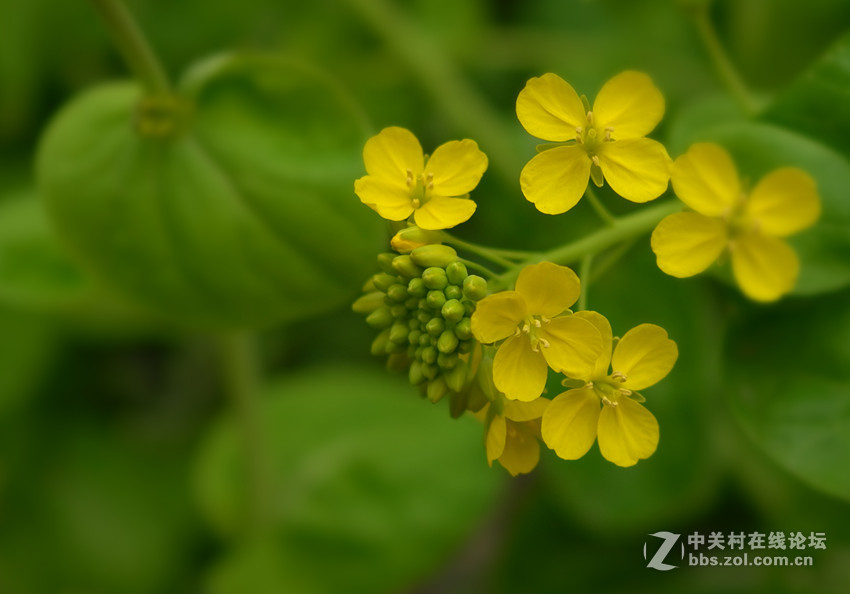 万朵菜花黄，满地吐芬芳......
