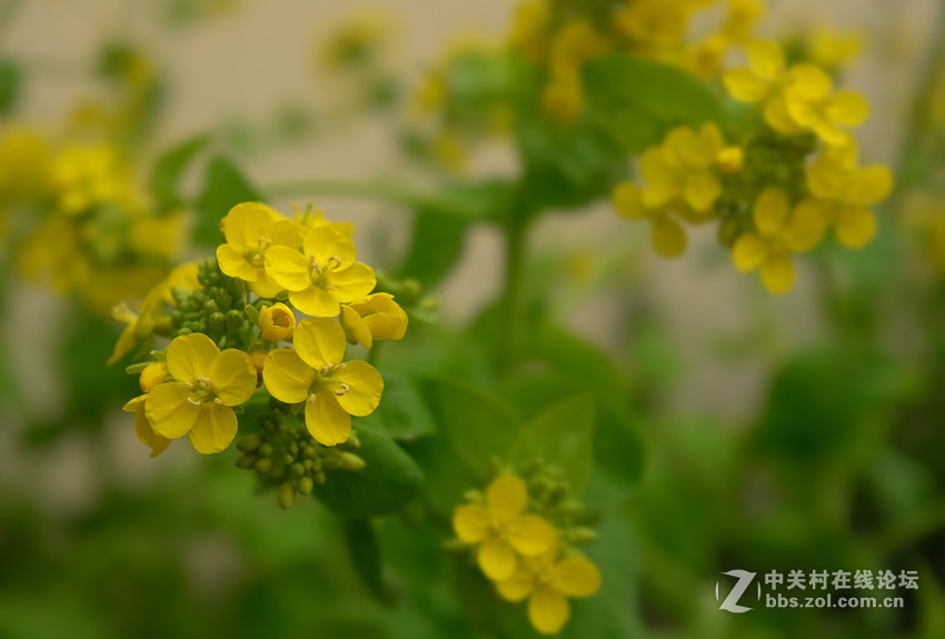 万朵菜花黄，满地吐芬芳......