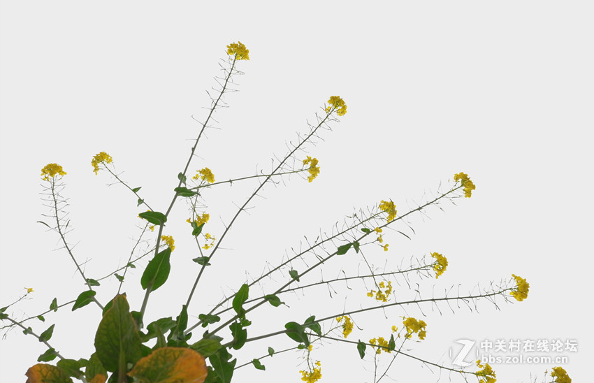 万朵菜花黄，满地吐芬芳......