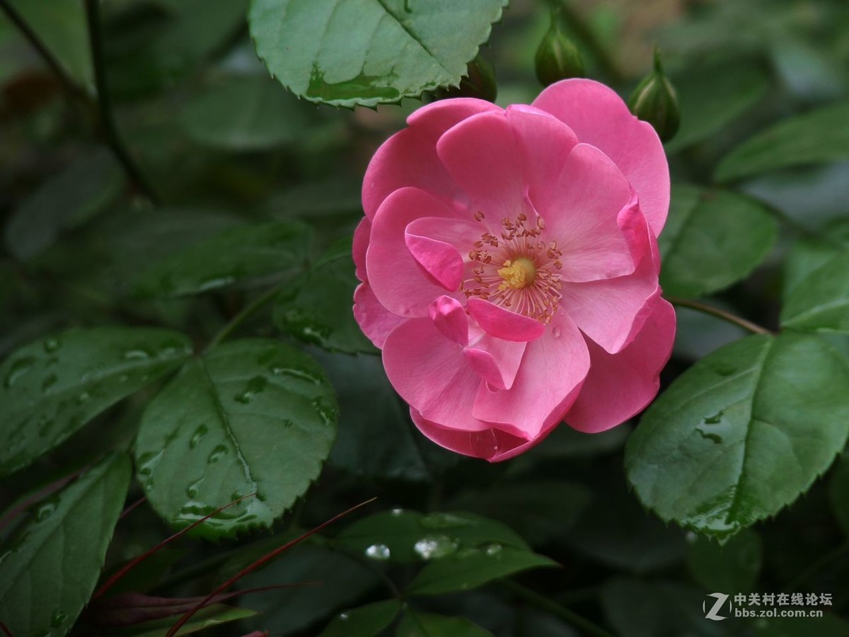 #五一随手拍活动# 蔷薇花开迎五一