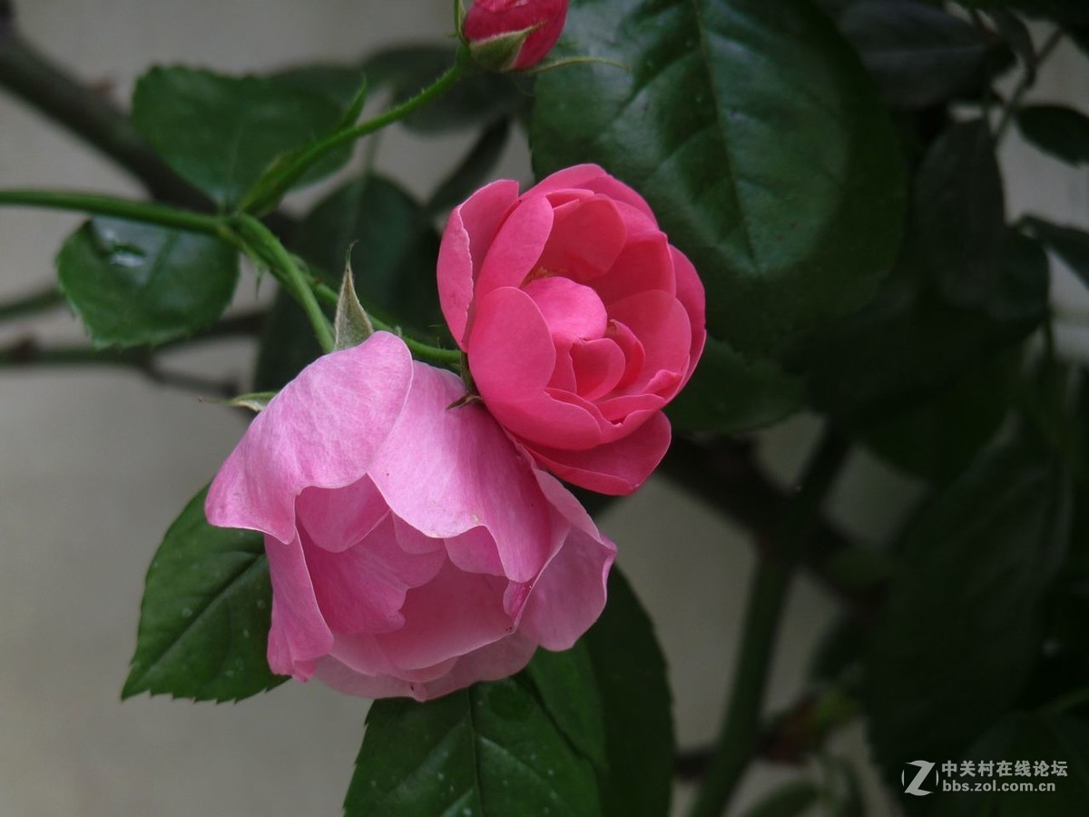 #五一随手拍活动# 蔷薇花开迎五一