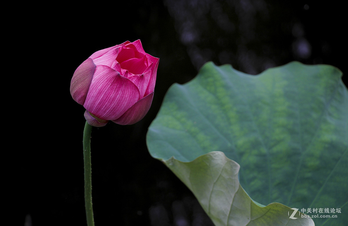 #佳能月赛-人与自然# 含苞待放的荷花