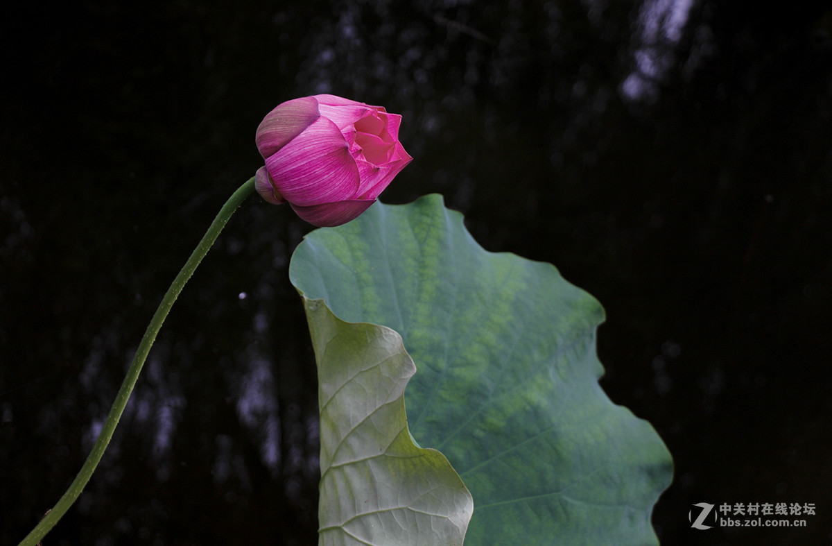 #佳能月赛-人与自然# 含苞待放的荷花