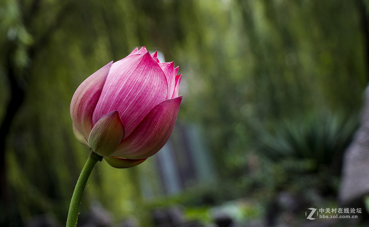 #佳能月赛-人与自然# 含苞待放的荷花