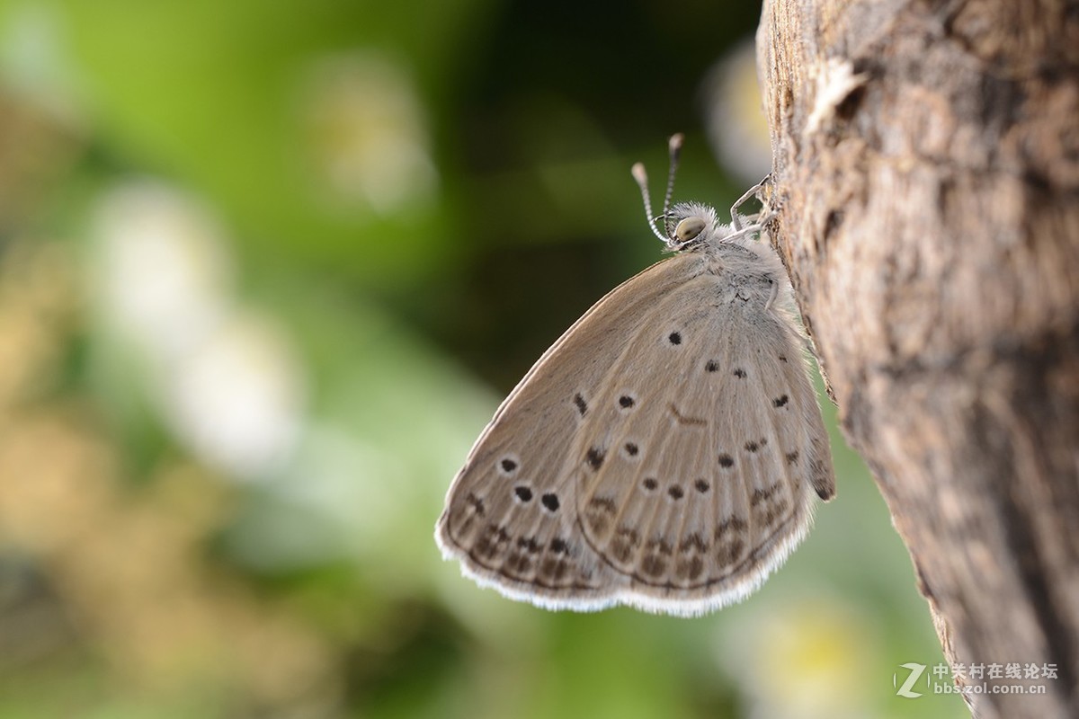 千虫百态140--点玄灰蝶