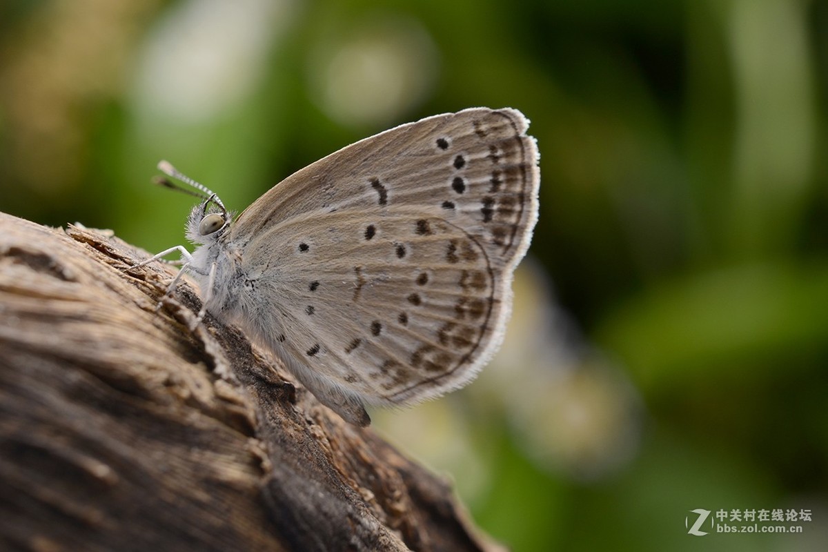 千虫百态140--点玄灰蝶