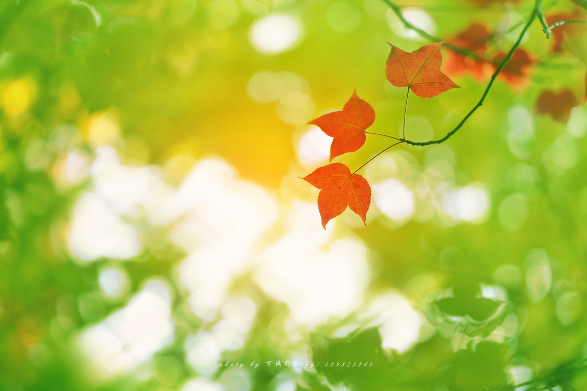 #佳能月赛-一叶知秋#+ 枫韵