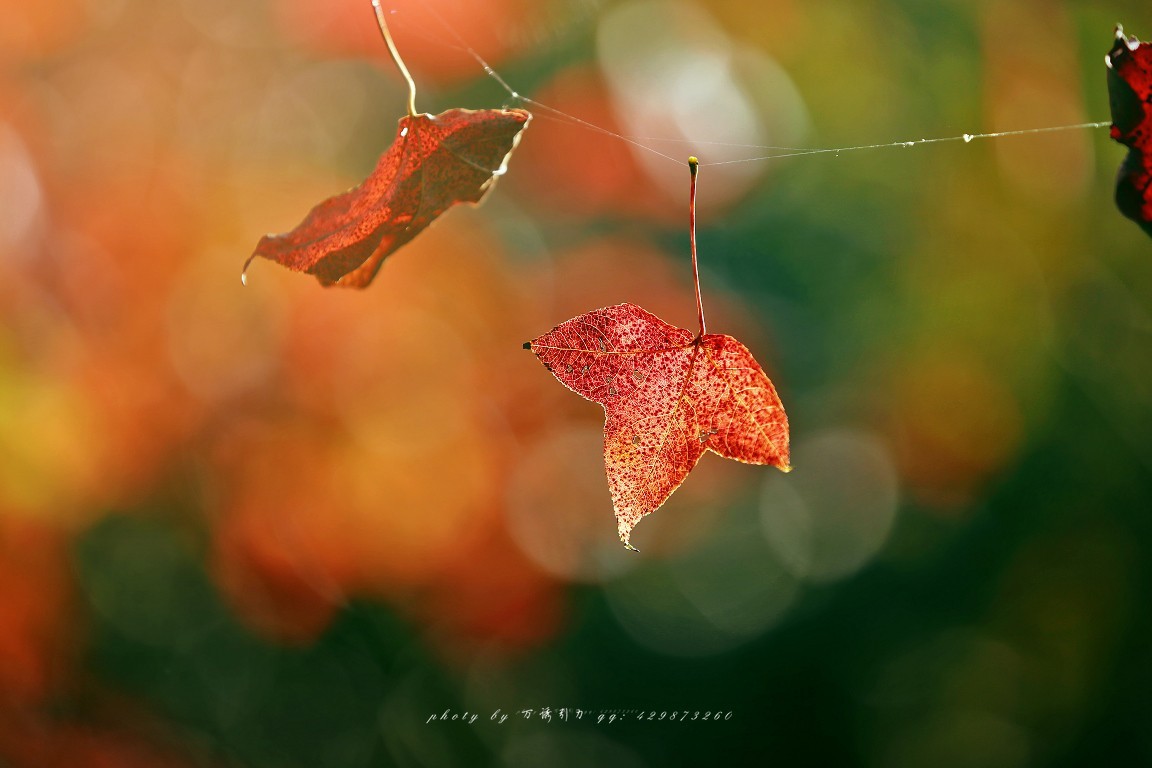 #佳能月赛-一叶知秋#+ 枫韵