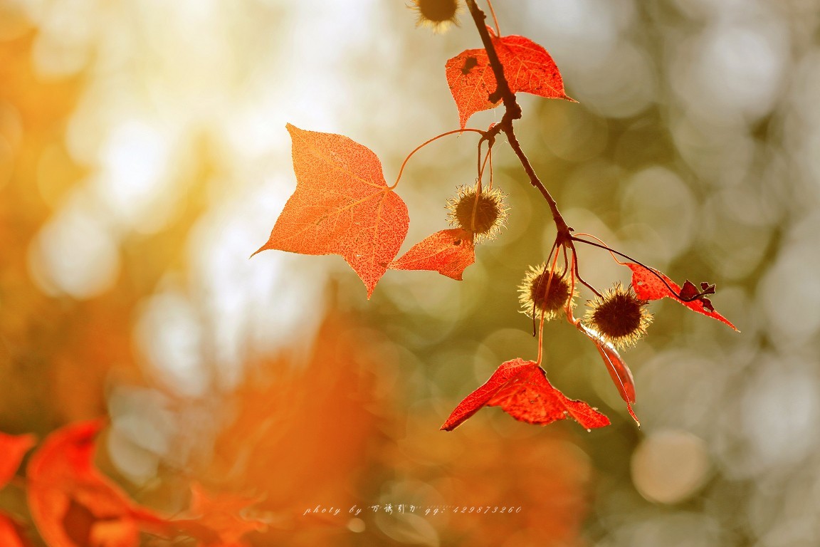 #佳能月赛-一叶知秋#+ 枫韵