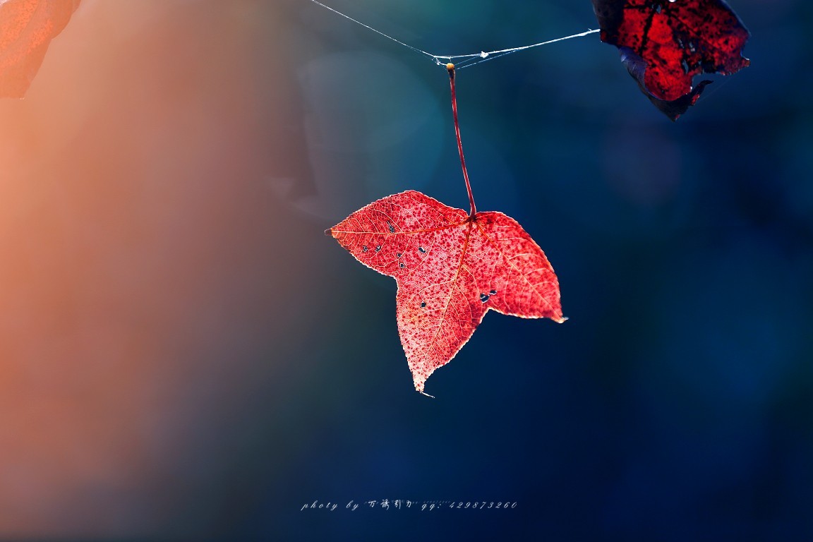 #佳能月赛-一叶知秋#+ 枫韵