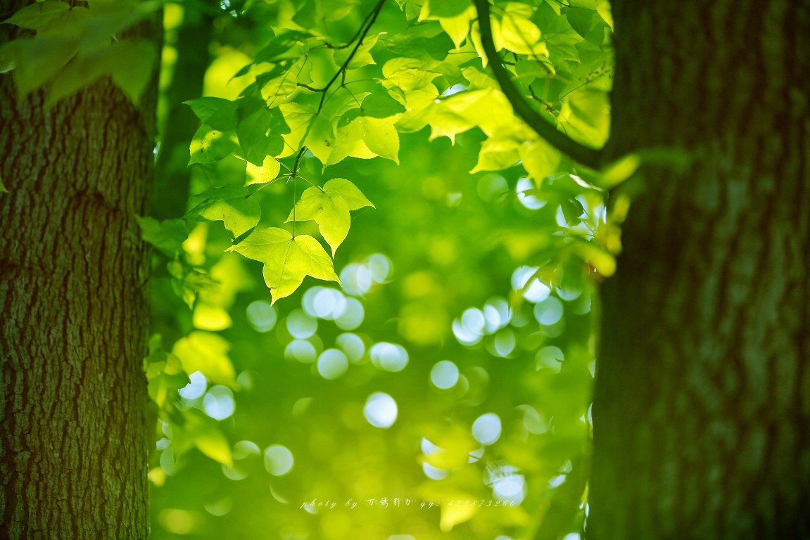 #佳能月赛-一叶知秋#+ 枫韵