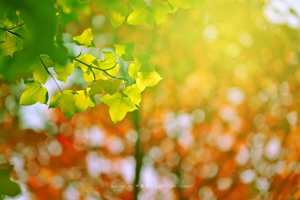 #佳能月赛-一叶知秋#+ 枫韵