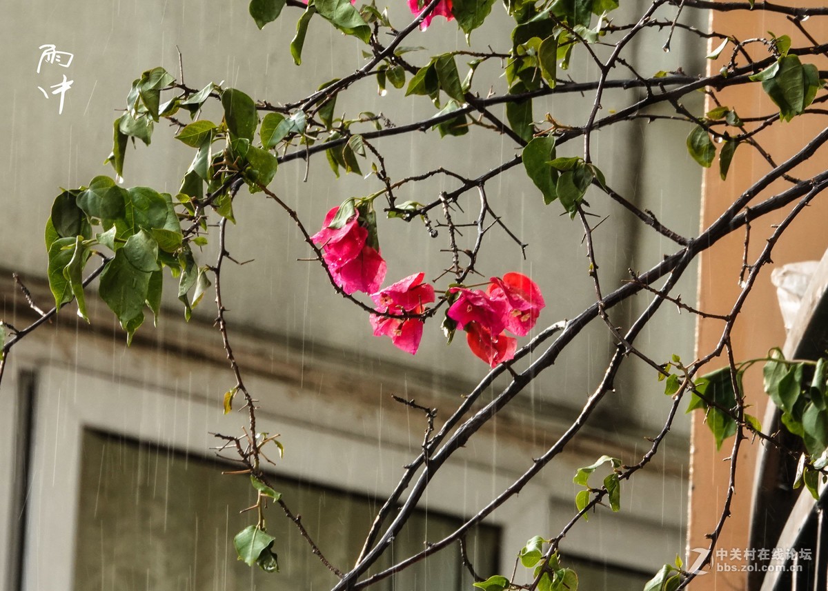 雨中