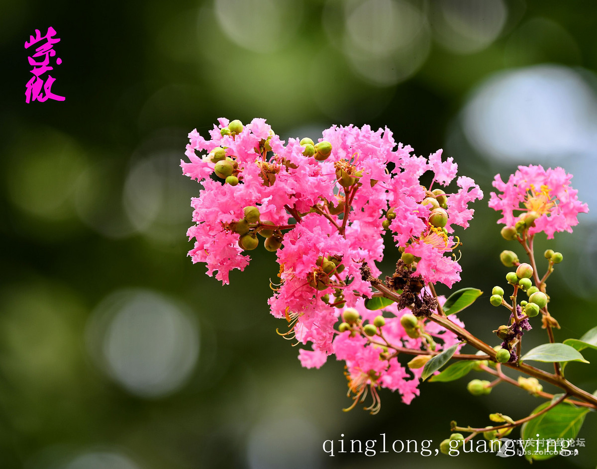 尼康花卉摄影作品，