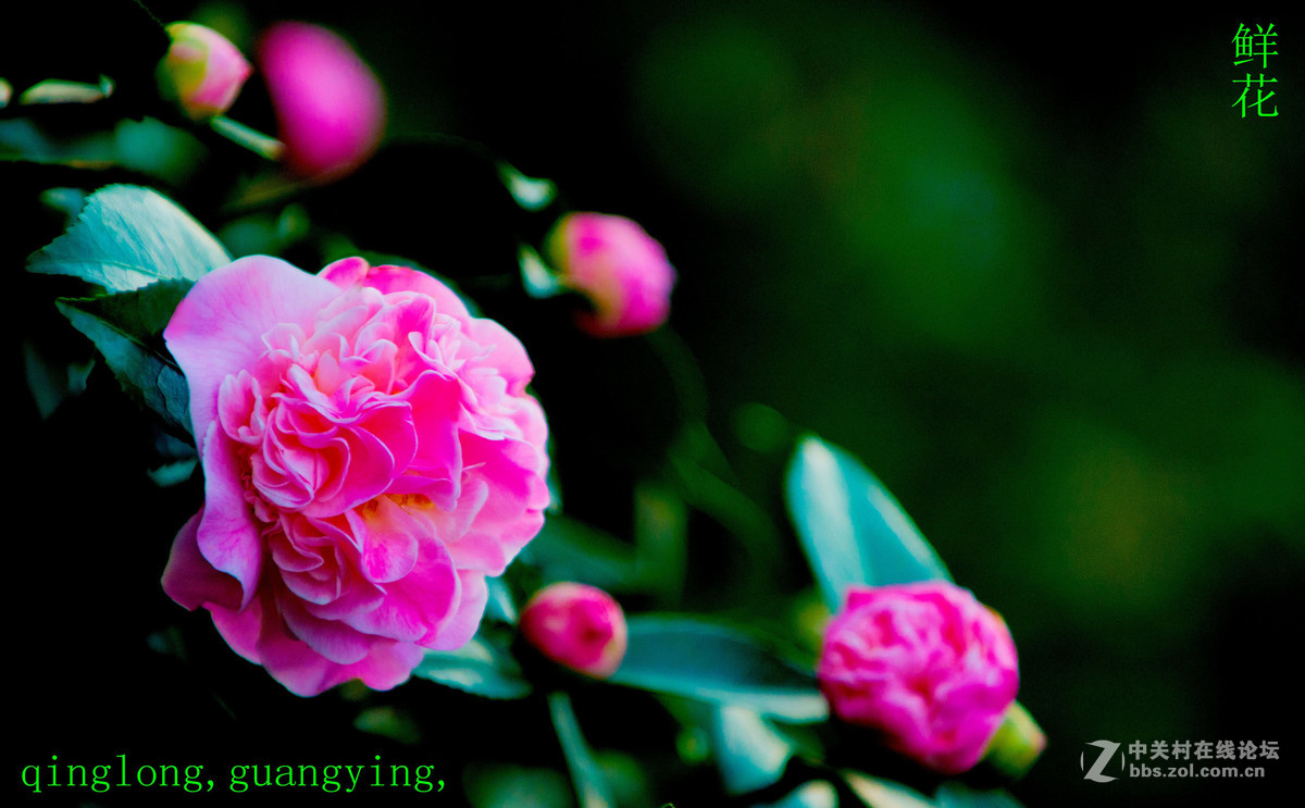 尼康花卉摄影作品，